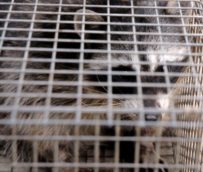 raccoon caught in a humane trap, ready to be released in the woods