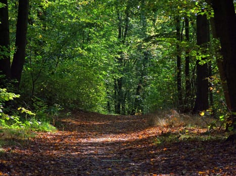 green forest