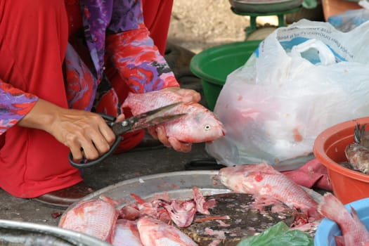 Woman cutting the fins of the freshly caught fish