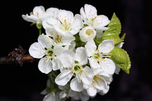 white cherry blossom