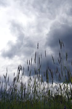 spring scene - wheat with very dark sky