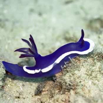 Nudibranch on a coral close-up. Sipadan. Celebes sea