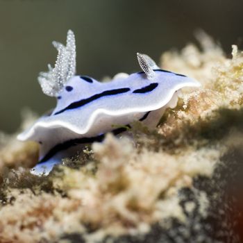 Nudibranch on a coral close-up. Sipadan. Celebes sea