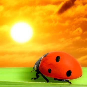 summer ladybug see at last sunset