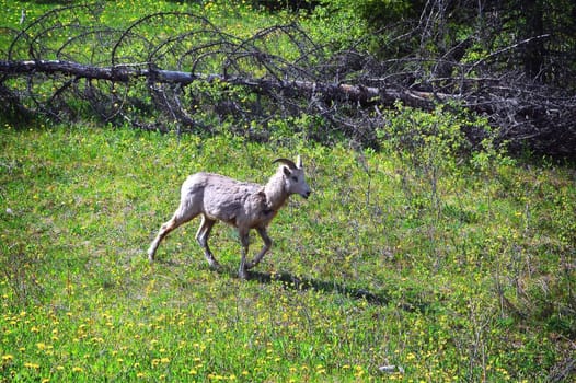 Image of a Mountain Goat strolling on a grassy mountain side.