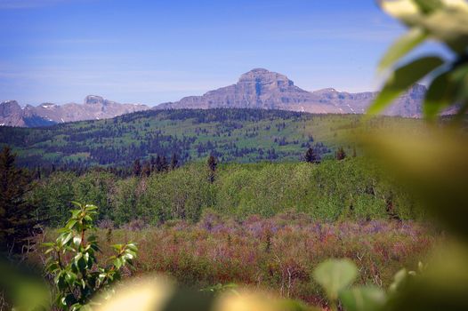 Scene in Banf Alberta showing forest and mountains in the background on a clear blue sky day.