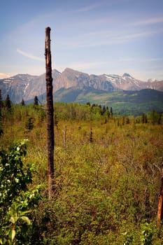 Scene in Banf Alberta showing a lone branchless dead tree, forest and mountains in the background on a clear blue sky day.