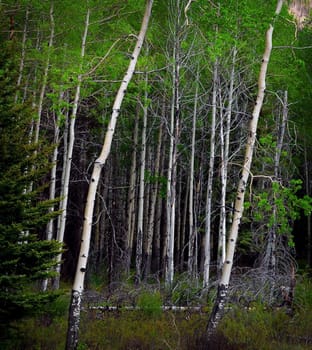 Birch trees and Pine in Banf Alberta, Canada.