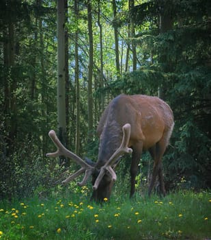Elk grazing on grass in Banf Alberta.
