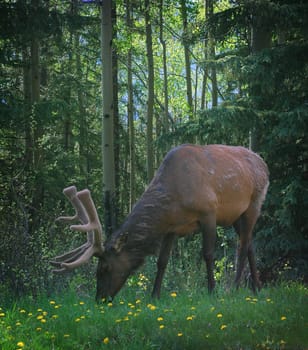 Elk grazing on grass in Banf Alberta.