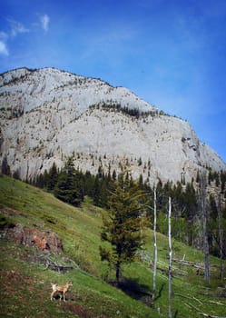 Image of Mountain Goats grazing on a grassy mountain side.