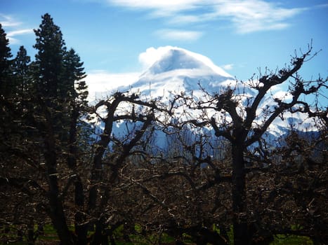 Early spring apple trees in foreground with Mt. Hood against blue skys in the background.