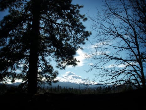 Silhouetted trees in foreground with Mt. Hood in the distantance against blue skys in the background.