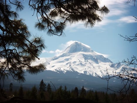 Silhouetted Pine branch in upper foreground with Mt. Hood in the background with blue skys and clouds.