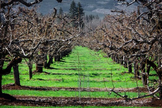 View between rows of apple trees that have not yet bloomed.