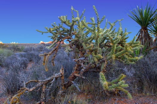 Wiry desert cactus against blue sky.