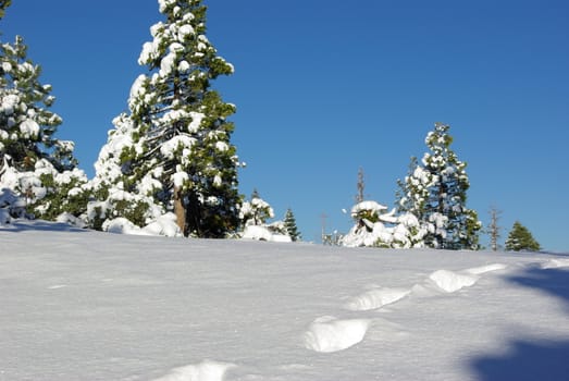 Foot prints through fresh sparkling snow on a ridge top.