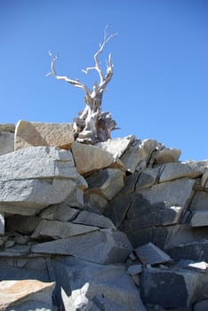 An old weathered Cedar tree sits on top of fractured granite on a mountain top.