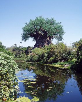 Tree of Life in Disney's Animal Kingdom.