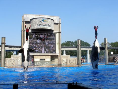 2 Killer Whales jumping up in Shamu show in Seaworld.