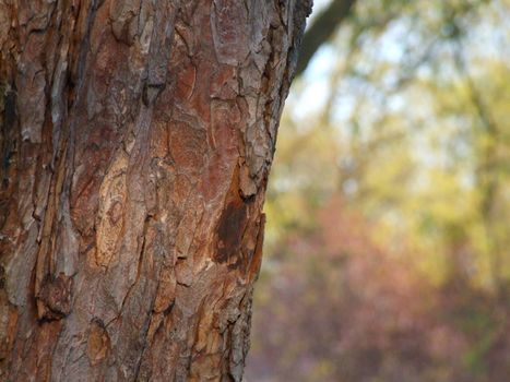 Bark of tree - texture