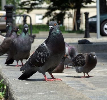 pigeons