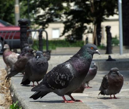 pigeons