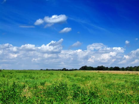 fresh green grass with bright blue sky