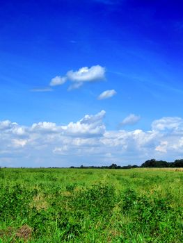 fresh green grass with bright blue sky