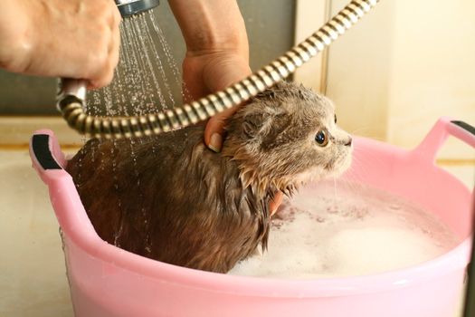 wash cat under water wet 