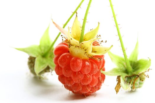 raspberry isolated on white background