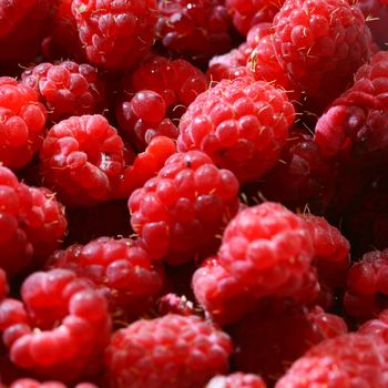 red raspberry background macro close up