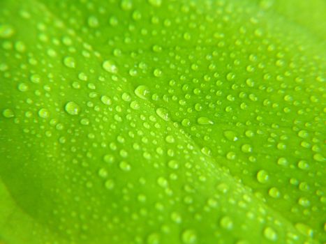 water drops on green leaf