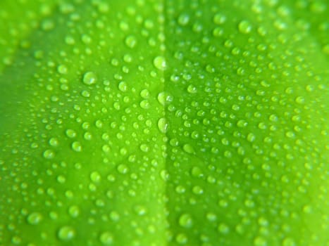 water drops on green leaf