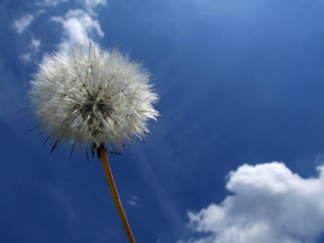 dandelion on the background of the blue sky