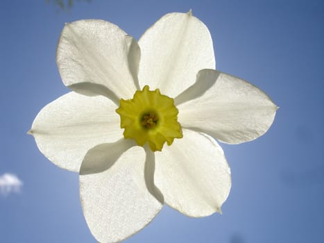 Flowerses on background sky, narcissus                            