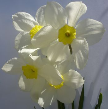 flowerses on background sky, narcissuses                               