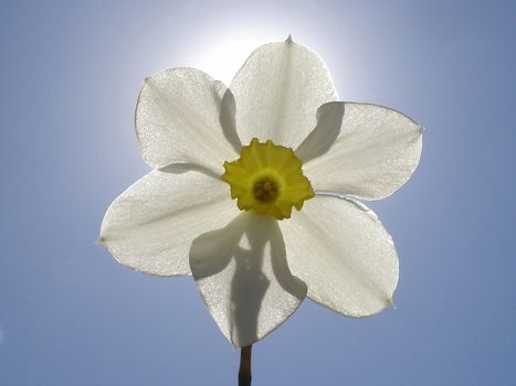 Flowerses on background sky, narcissus                               