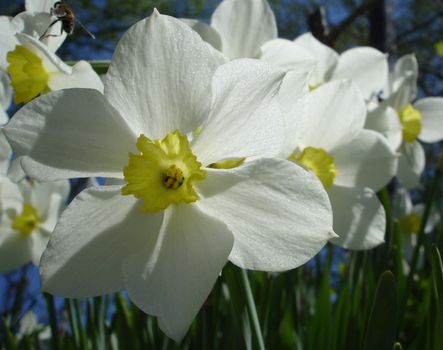 Flowerses on background sky, narcissus                               