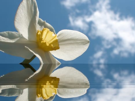 Flower on background sky, narcissus                         