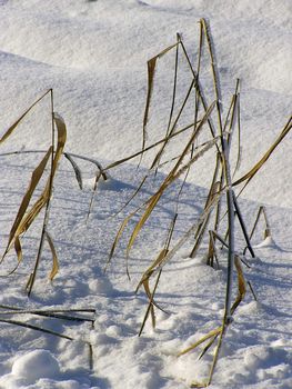 Yellow dry grass in cold sunny winter morning raising in snow.