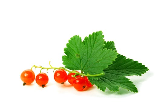 red currant and green leaf isolated on white background