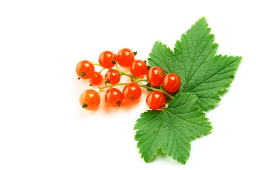 red currant and green leaf isolated on white background