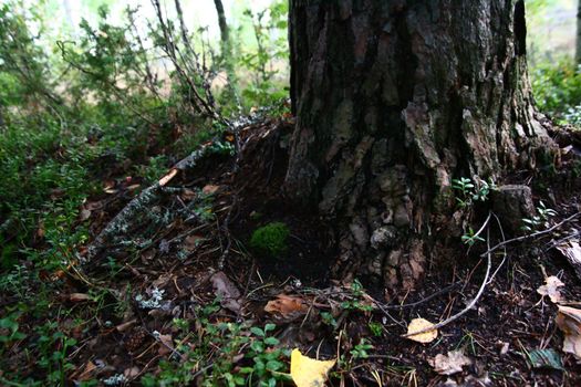 tree root nature background