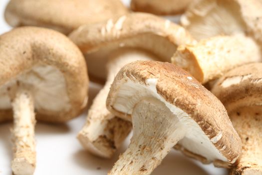 shiitake mushrooms isolated on white background