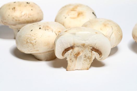 champignon close up food bacground