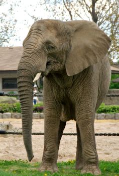 A large elephant bull with tusks