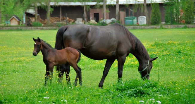 baby horse with its mother eating green grass