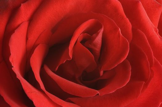 Close-up of a red rose petals