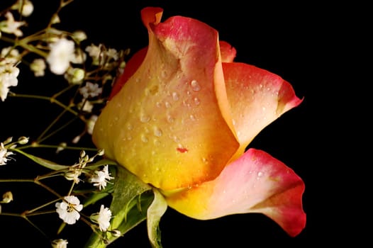 Rose in a bouquet  with droplets on black background with shallow depth of field